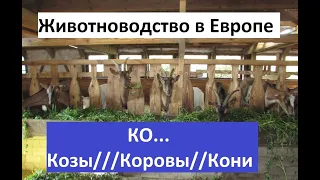 Что меня поразило в европейских фермерах