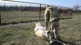 Львица Герда снова загуляла