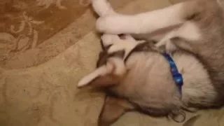 Husky digs carpet | Хаски копает ковёр