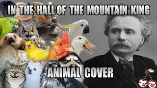 Edvard Grieg - In The Hall Of The Mountain King (Animal Cover)
