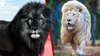 10 Most Rarest Lions In The World