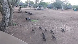 Honey Badger vs Mongoose