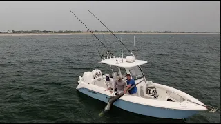 Drone - 500 Pound Thresher Shark Caught Near Shore in NY