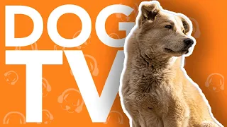 DOGTV: 15 Hours of Dog Entertainment Video - Beach Walk and Flight (2022)