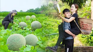 Great joy to see my disabled brother again after many days apart - Harvesting Musk-melon