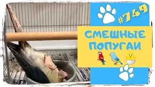 ПРИКОЛЫ С ПОПУГАЯМИ 🐤 Смешные Попугаи 🐣 Funny Parrots #749