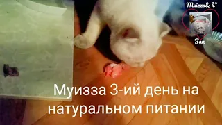 Переход кошки на натуральное питание