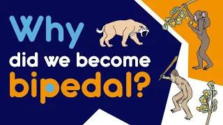 How we ended up on two legs?  Evolution of bipedalism