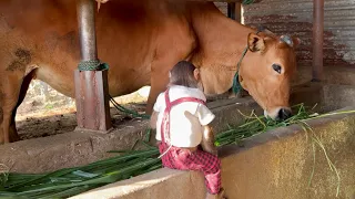 So Funny! Cutis secretly harvest grass feed cow help Mom!