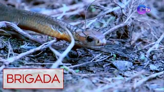 Brigada: Mahahabang king cobra, nagsusulputan sa North Cotabato!