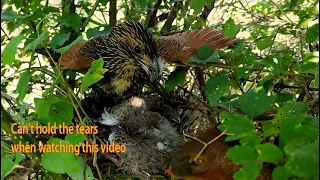 The Chicks Attacked By Coucal Bird And Mongoose