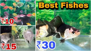 A one fish stock available, सस्ती फिश आपके एक्वेरियम के लिये😍||@tigerpetshop54