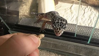 Leopard Gecko feeding (Peeg)