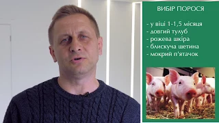 Вибір поросят / Выбор поросят