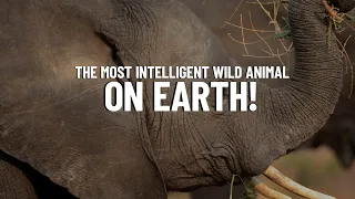 African Elephants: The Most Intelligent Animals on Earth.