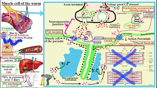 ANTIHELMINTHICS (Anthelmintics)-[Part 2]-{Pyrantel Pamoate, Levamisole, Bephenium}