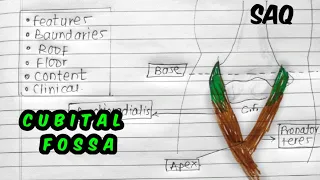 cubital fossa|| anatomy||rapid revision||mbbsupper limb anatomy|| buddy