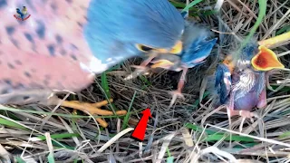 KESTREL FALCON attack and picked PIPIT BABY up and fly away @BirdPlusAnimals