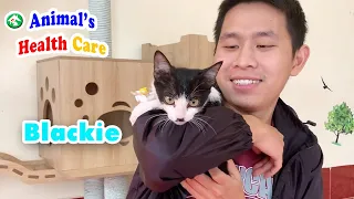 Baby kitten regretfully had to leave Dad after rescued – Adoption Kitten