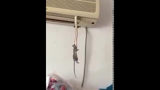 Snake In AC