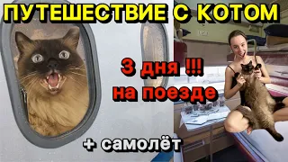 Переезд с котом за границу | 3 дня на поезде | Перелет с котом | Переезд в Казахстан