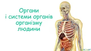 Органи і системи органів організму людини