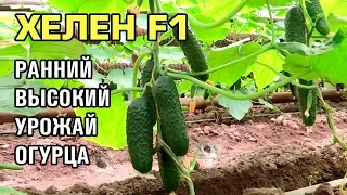 ХЕЛЕН F1 - ОЧЕНЬ РАННИЙ, УРОЖАЙНЫЙ, КОЛЮЧИЙ ОГУРЕЦ