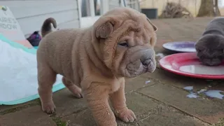 Puppies have formula for first time! #sharpei #puppies