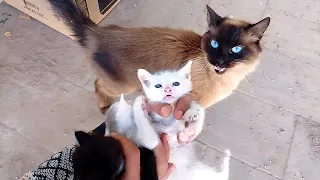 A mother cat could not find a home with her kittens and came to me to help her