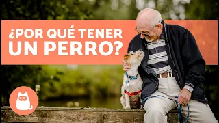10 BENEFICIOS de TENER un PERRO 🐶✅ | ¿Por qué Adoptar un Perro?