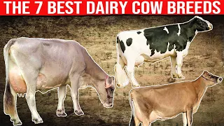 ⭕ The 7 Best Dairy Cow Breeds in the World ✅  Dairy Cows