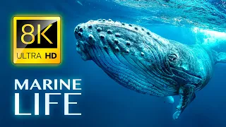 MARINE LIFE 8K ULTRA HD