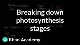 Breaking down photosynthesis stages | High school biology | Khan Academy