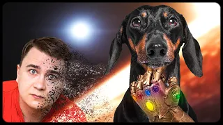 ALERT SPOILERS! Cute & funny dachshund dog video!