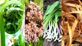 Wild Food Foraging- Season 3- Milkweed, Tree Cambium, Fiddlehead, Pine, Cattail, Evergreens, Birch