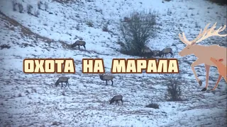 Горная Охота на марала!