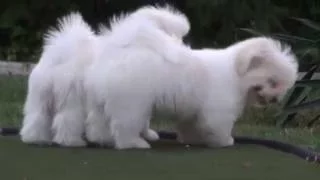 Just Incredible Coton Puppies 16 weeks old