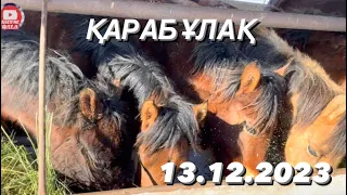 Боранды күнгі мал базар. 13.12.2023. Қарабұлақ