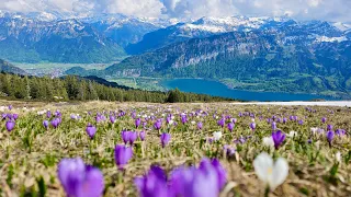 Switzerland Beatenberg to Niederhorn Mountain | Hiking 4K 60p video