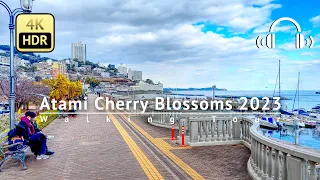 Earliest Blooming Cherry Blossoms in Atami 2023 Walking Tour - Tokyo Japan [4K/HDR/Binaural]