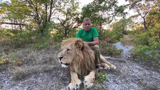 Лев Малыш вспоминает поездки в саванну !