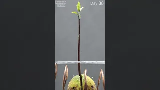 🥑 Avocado Time Lapse ( 60 days in 30 seconds)