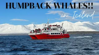 WHALE WATCHING! // Dalvik, North Iceland