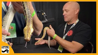 Blood pythons and Short Tailed Pythons with Rich Crowley - Triple B TV Ep.266