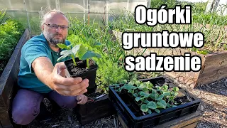 Ogórki gruntowe - sadzenie