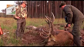 Red stag hunting in Poland with Robin Hood Hunting Agency - Hirschjagd in Polen mit Robin Hood