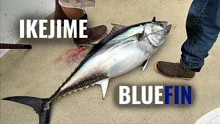 Ikejime Method? on a Bluefin Tuna