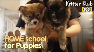 HOME school For Puppies l EP02. I Saw The Devil