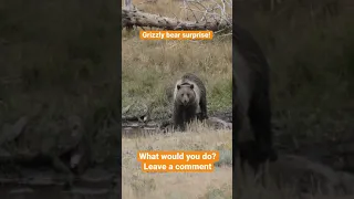 Grizzly bear surprise during hunt! (Eastmans' Hunting Journals)