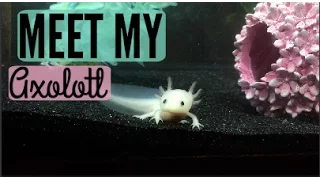 MY NEW AXOLOTL!!!!